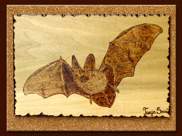 Townsend's Big-eared Bat tanja sova pyrography