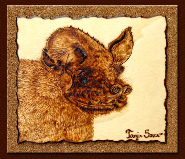 Big Free-tailed Bat tanja sova pyrography