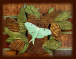 luna moth tanja sova